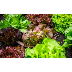 Fancy Lettuce Mix 200g